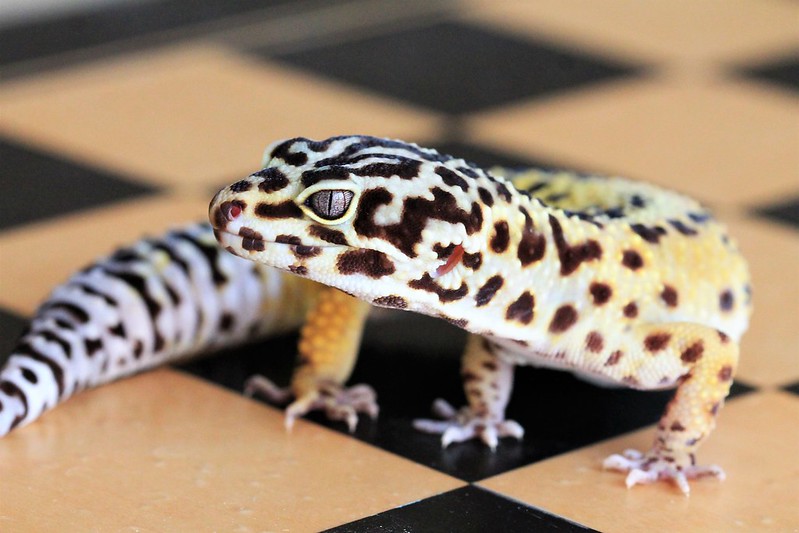 Leopard gecko - yellow and white body with black spots and splotches, and a fat tail. Curled around and looking at us with an intent focus. Standing on a chess board.